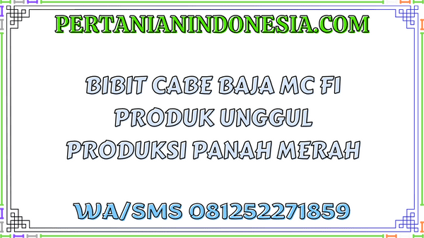Bibit Cabe Baja MC F1 Produk Unggul Produksi Panah Merah